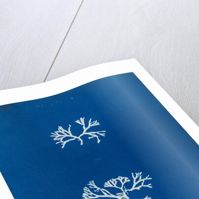 Chrondrus norvegicus by Anna Atkins