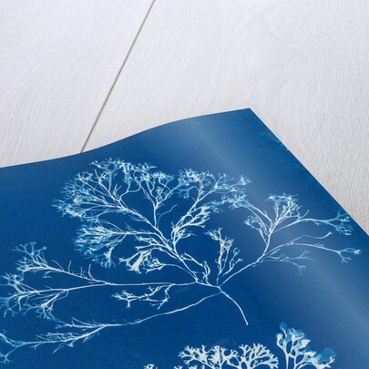 Chondrus membranifolius by Anna Atkins