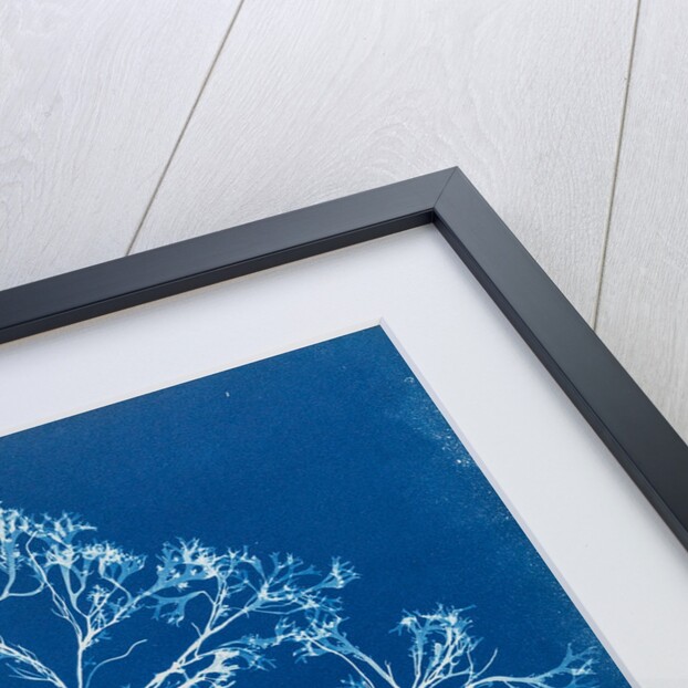 Chondrus membranifolius by Anna Atkins