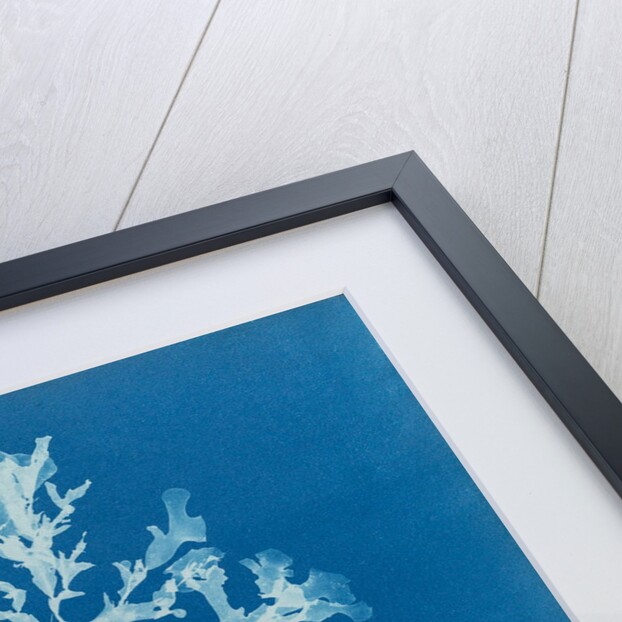 Phyllophora rubeus by Anna Atkins