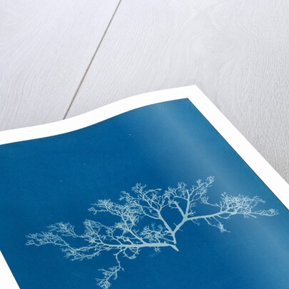 Berry wart cress by Anna Atkins