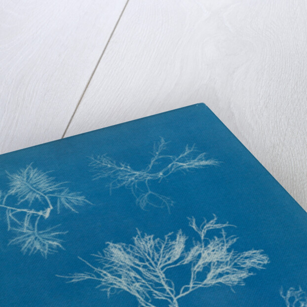Gelidium corueum vars by Anna Atkins