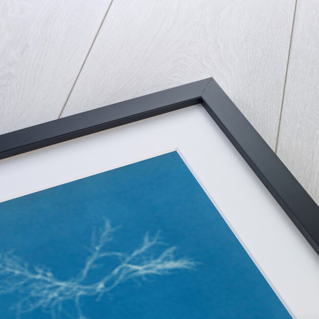 Gelidium corueum vars by Anna Atkins