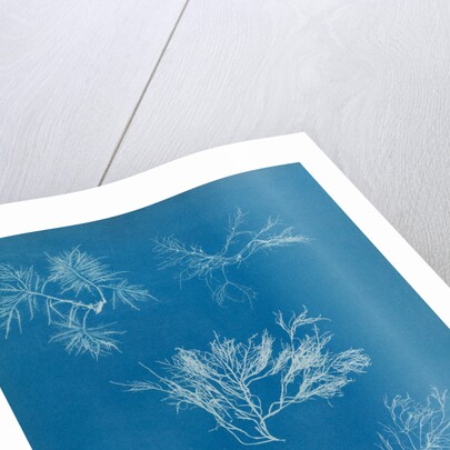 Gelidium corueum vars by Anna Atkins