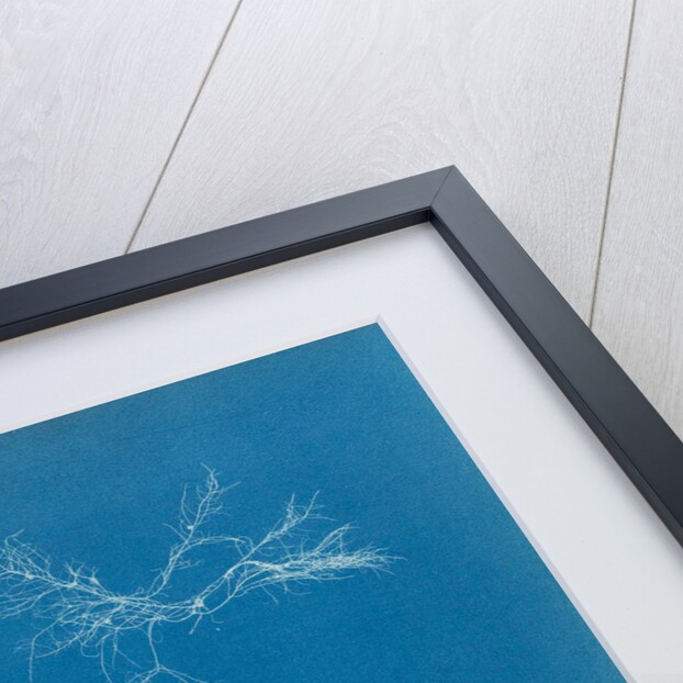 Gelidium corueum vars by Anna Atkins