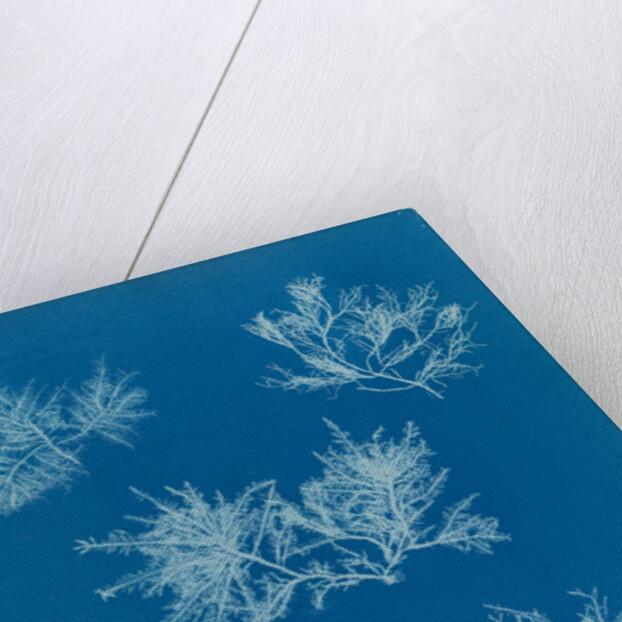 Gelidium corueum vars by Anna Atkins