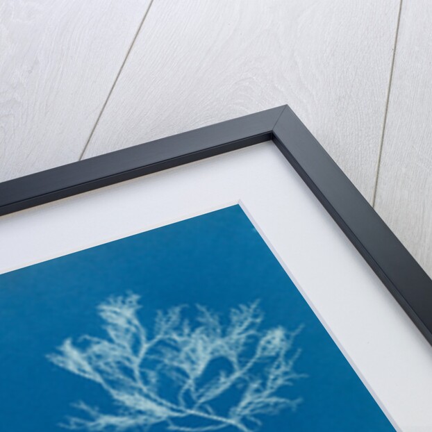 Gelidium corueum vars by Anna Atkins