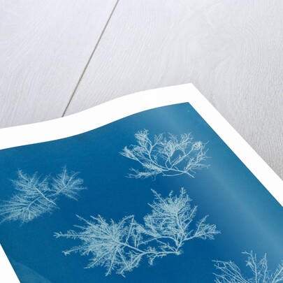 Gelidium corueum vars by Anna Atkins