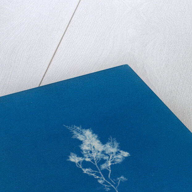 China moss by Anna Atkins