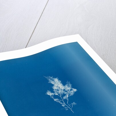 China moss by Anna Atkins