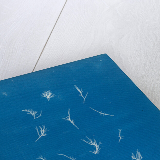 Grateloupia filicina by Anna Atkins