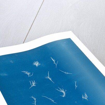 Grateloupia filicina by Anna Atkins