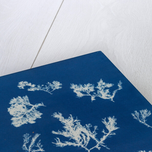 Ptilota plumosa & capillaris by Anna Atkins