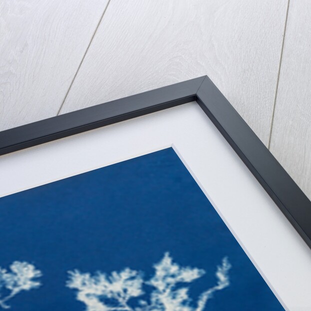 Ptilota plumosa & capillaris by Anna Atkins