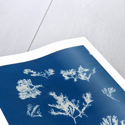 Ptilota plumosa & capillaris by Anna Atkins