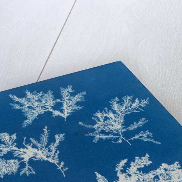 Ptilota plumosa by Anna Atkins