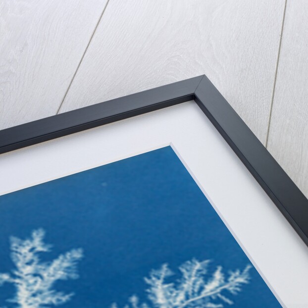 Ptilota plumosa by Anna Atkins