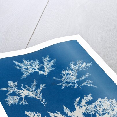 Ptilota plumosa by Anna Atkins