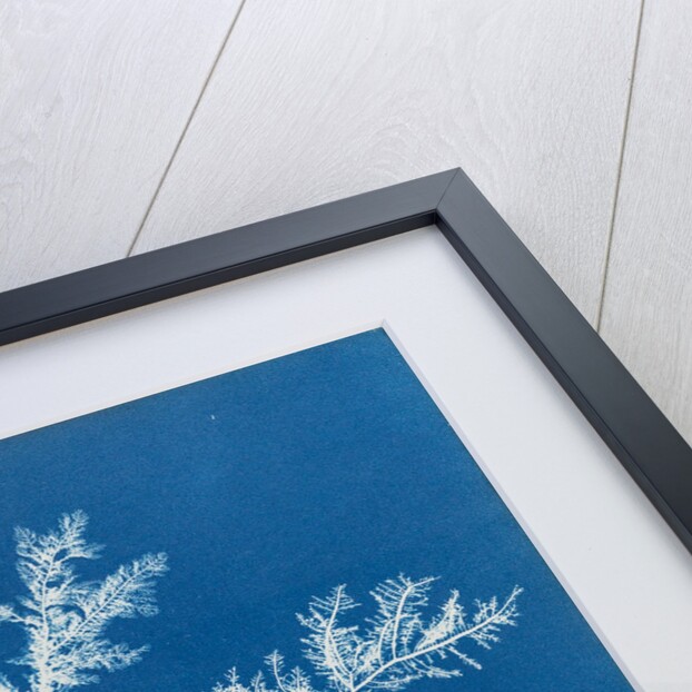 Ptilota plumosa by Anna Atkins