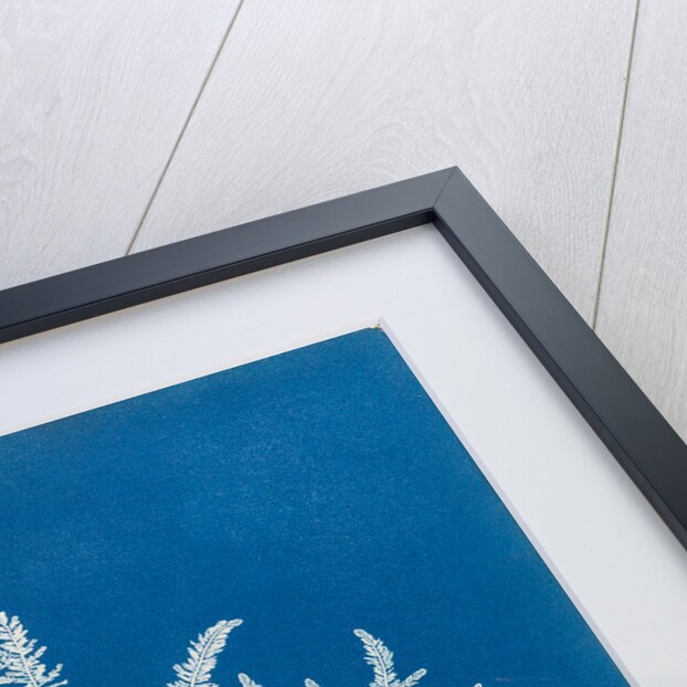 Ptilota sericea by Anna Atkins