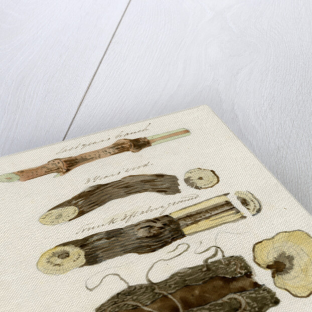 Grape vines by Joseph James Forrester