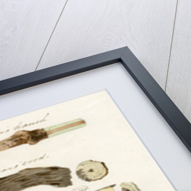 Grape vines by Joseph James Forrester