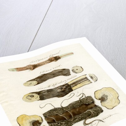 Grape vines by Joseph James Forrester