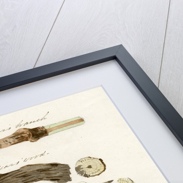 Grape vines by Joseph James Forrester