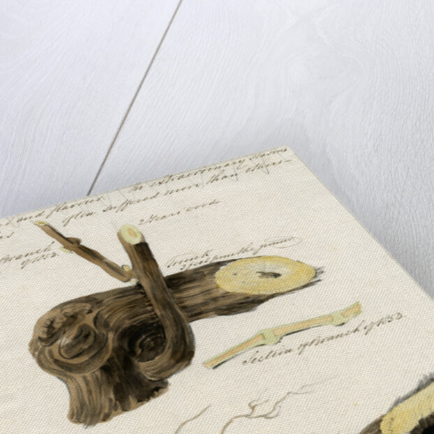 Grape vines by Joseph James Forrester