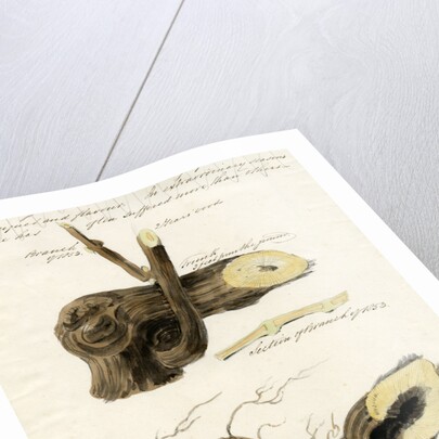 Grape vines by Joseph James Forrester