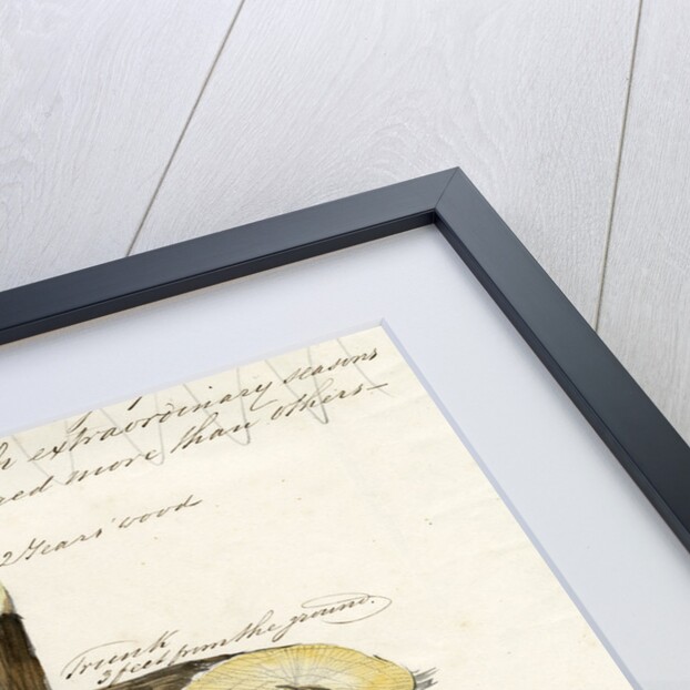 Grape vines by Joseph James Forrester