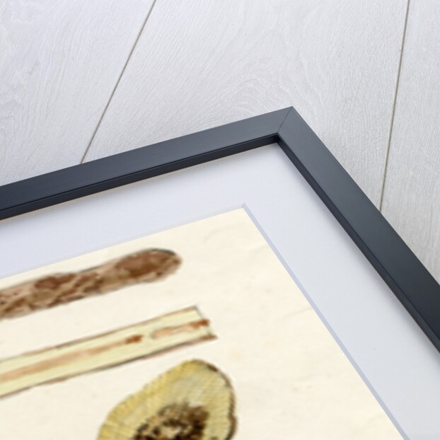 Grape vines by Joseph James Forrester