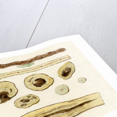 Grape vines by Joseph James Forrester