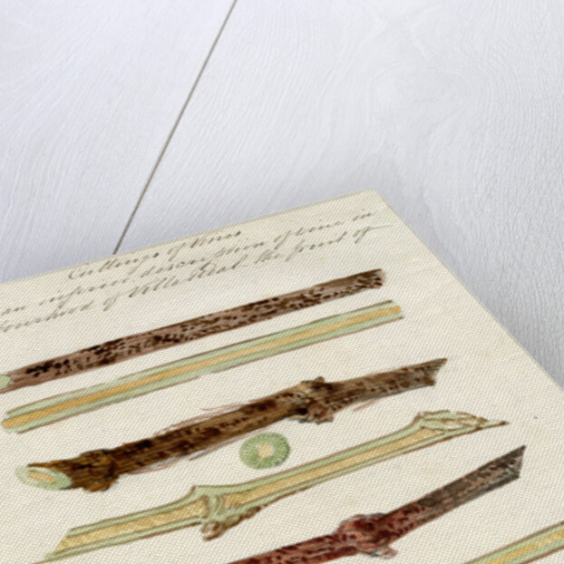 Cuttings of grape vines by Joseph James Forrester