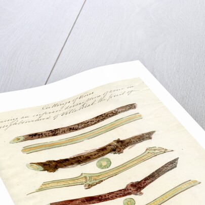 Cuttings of grape vines by Joseph James Forrester