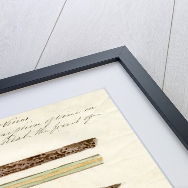 Cuttings of grape vines by Joseph James Forrester