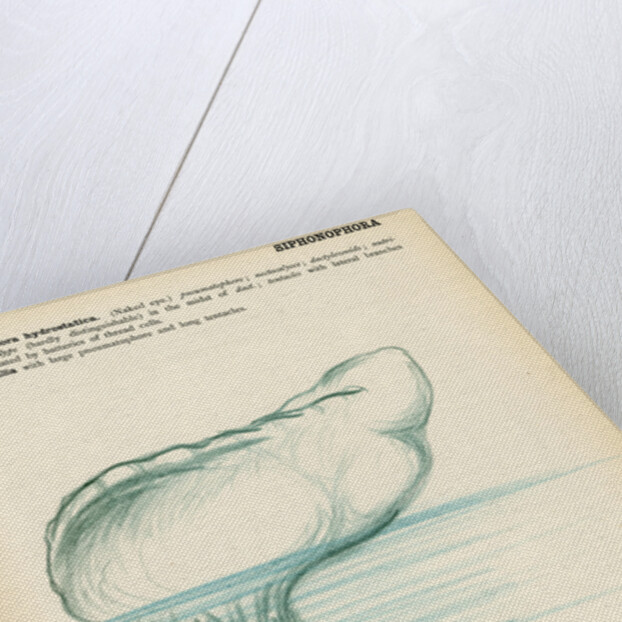 Physalia by Henry Hallett Dale