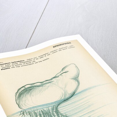 Physalia by Henry Hallett Dale