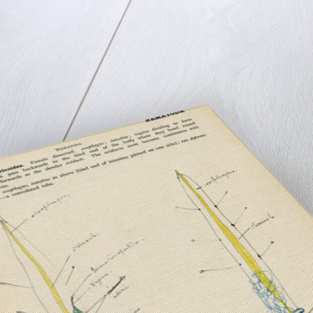 Ascaris lumbricoides by Henry Hallett Dale