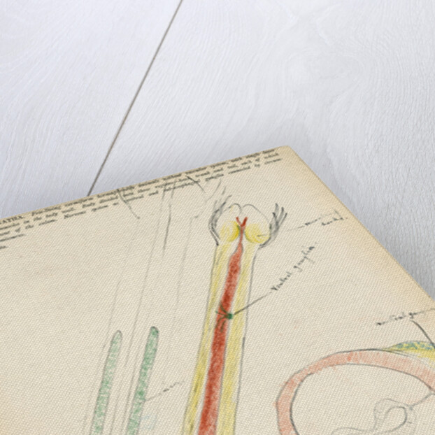 Chaetognatha by Henry Hallett Dale