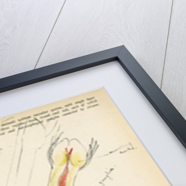 Chaetognatha by Henry Hallett Dale