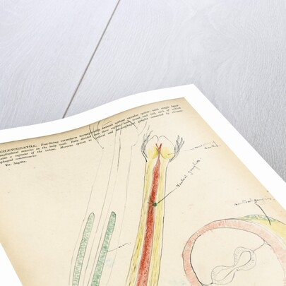 Chaetognatha by Henry Hallett Dale