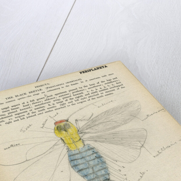 Insect structure by Henry Hallett Dale