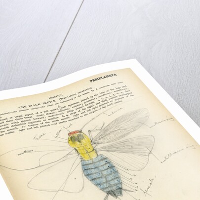 Insect structure by Henry Hallett Dale