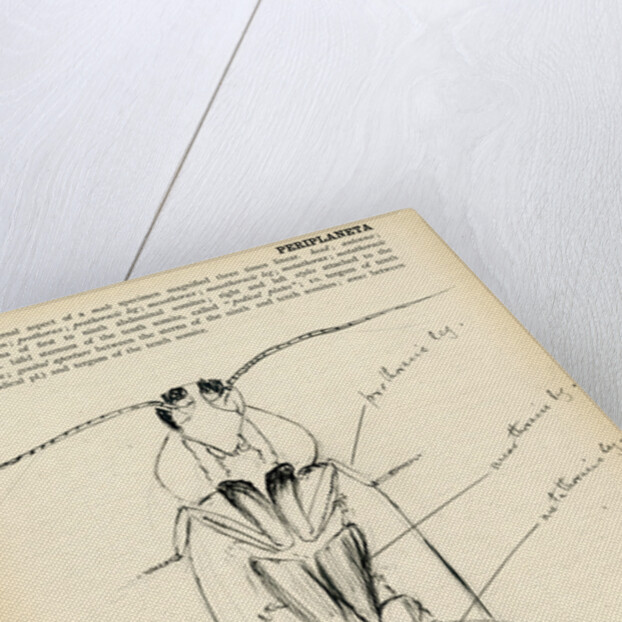 Periplaneta orientalis by Henry Hallett Dale