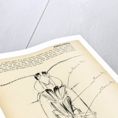 Periplaneta orientalis by Henry Hallett Dale