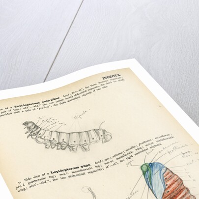 Caterpillar and pupa by Henry Hallett Dale