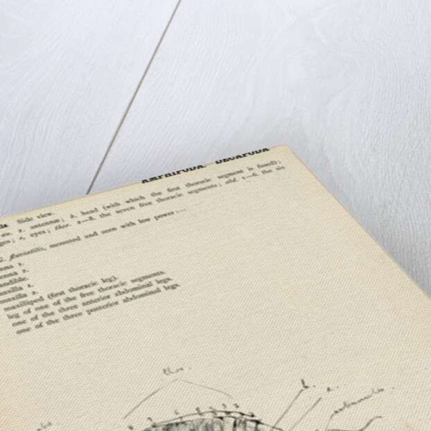 Gammarus fluviatilis by Henry Hallett Dale