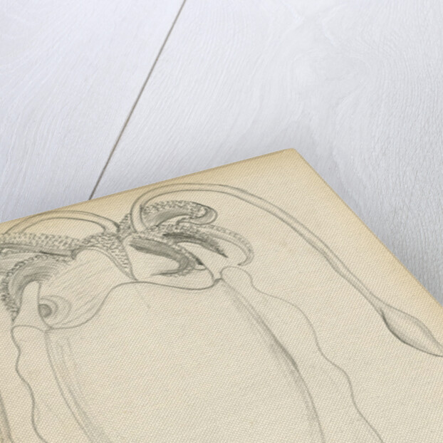 Sepia officinalis by Henry Hallett Dale