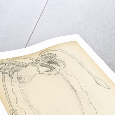 Sepia officinalis by Henry Hallett Dale